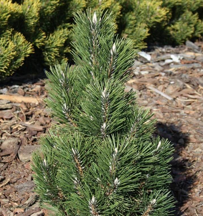 Сосна черная  Комет Pinus Nigra  Komet